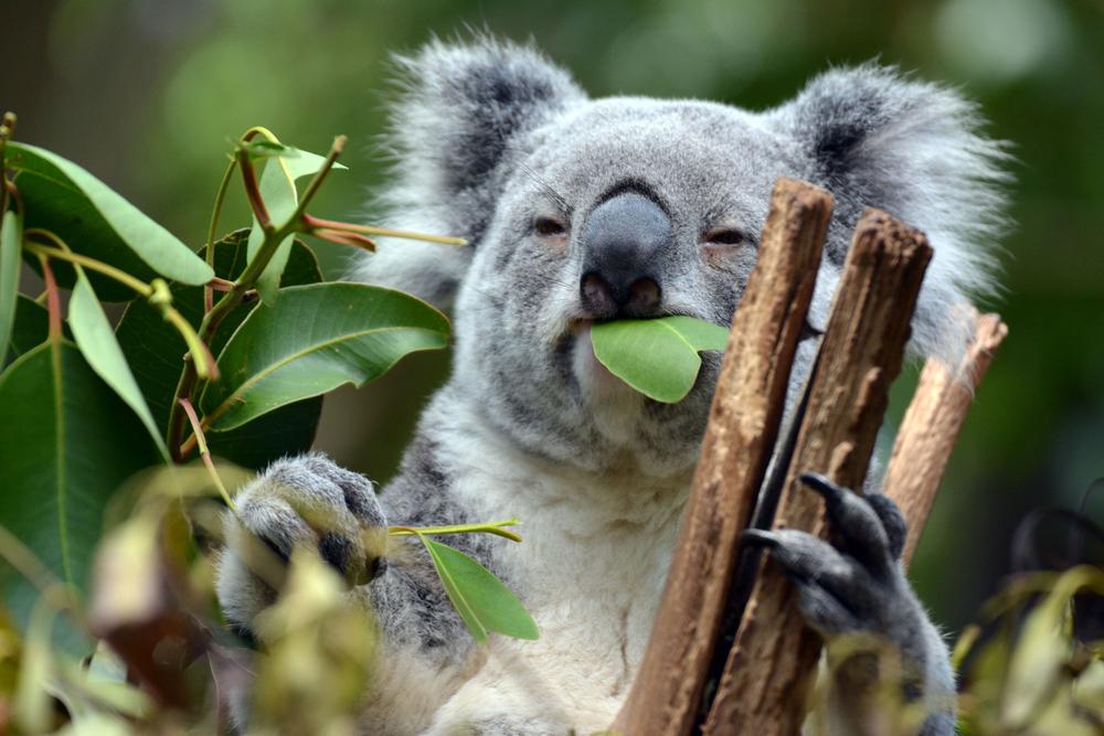 A day out at Lone Pine Koala Sanctuary